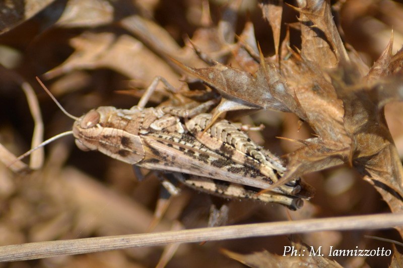 Oedipoda germanica ? No Calliptamus sp.